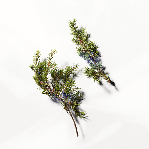 Juniper sprout extract